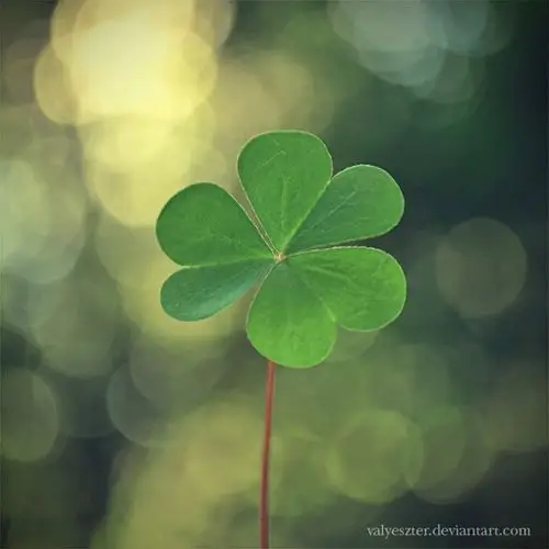 9张代表着幸运与祝福的三叶草唯美图片分享