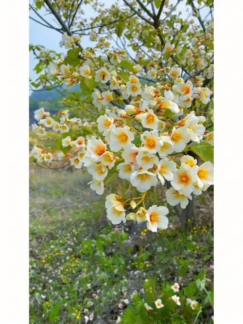 油桐花好高级的配色