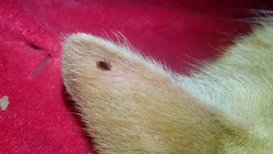 猫虱咬痒应擦什么药膏(猫虱子咬痒时应使用哪种药膏)