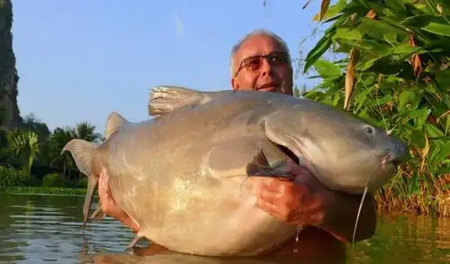 3,伊洛瓦底鲶鱼