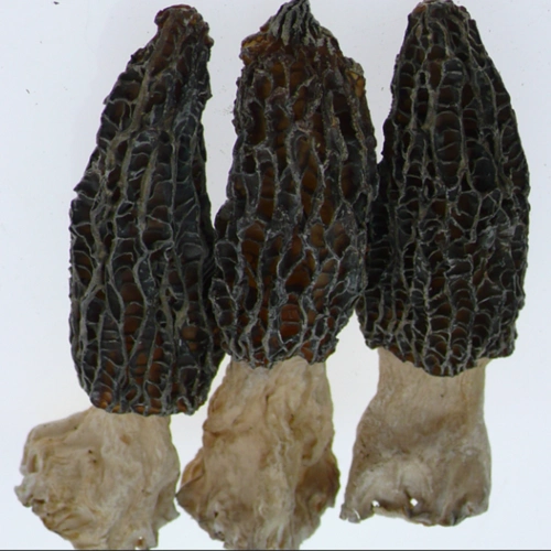 云南野生菌羊肚菌干货黑羊肚蘑全剪柄尖角羊肚菌250g包邮云南山珍