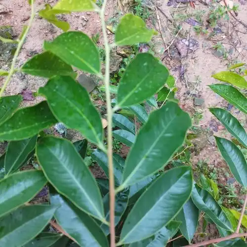 [奇楠沉香树批发]奇楠沉香树 核绿软枝高端品种棋楠