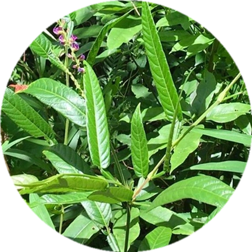 新鲜野生葫芦茶农家深山现采葫芦茶迫颈草百劳舌中草药500克 包邮