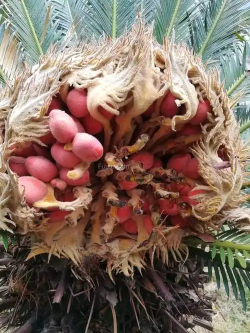 有答案啦谢谢大家求助这是什么果子呀有啤酒梨的香味软软的果肉纤维