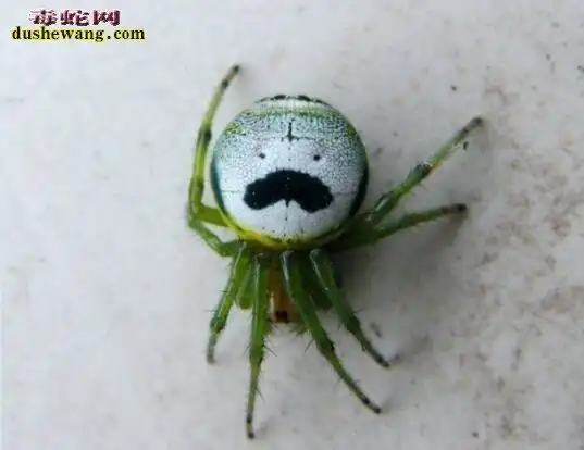 鬼脸蜘蛛图片鬼脸蜘蛛图片大全