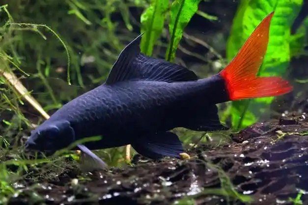 黑色观赏鱼_黑鬼鱼024观赏鱼网_观赏蟹能和什么鱼混养