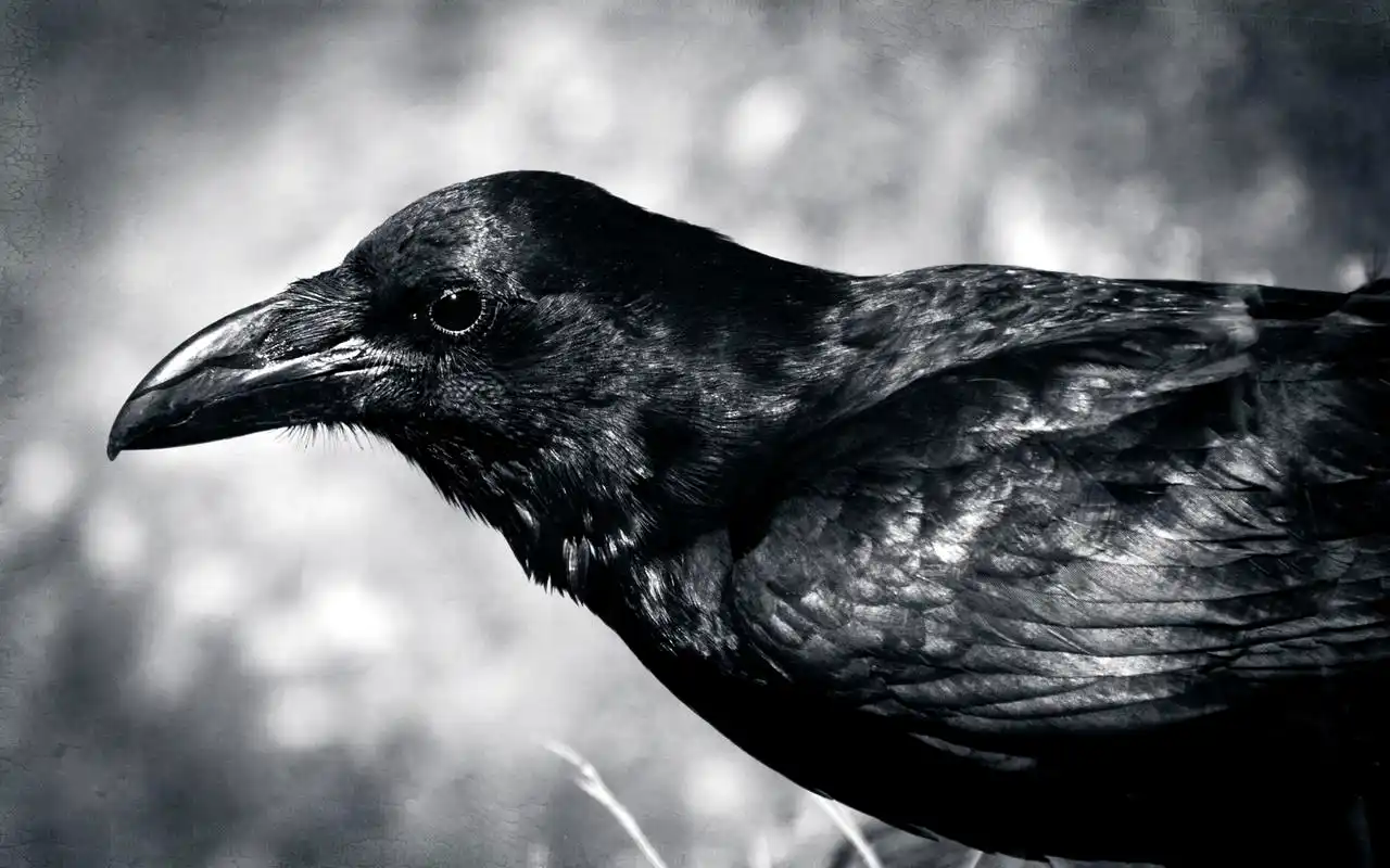 高清乌鸦图片高清电脑桌面主题壁纸大全(一)