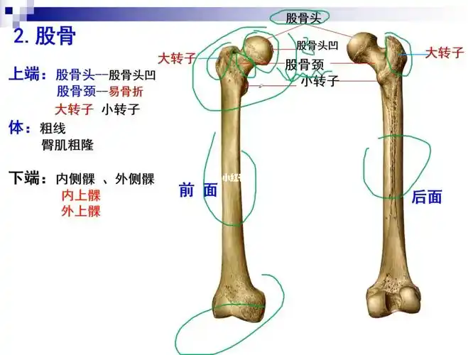瑜伽解剖学股骨