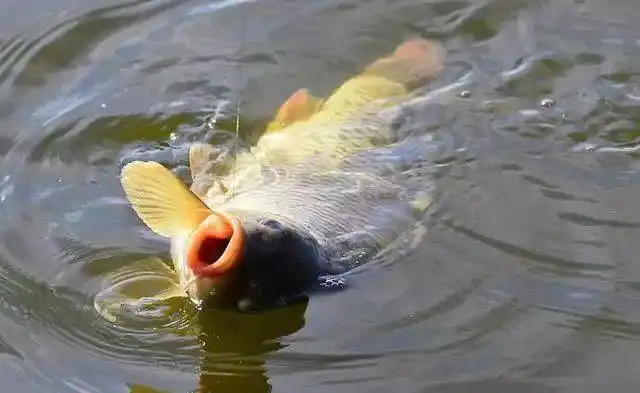 轻巧户外装备-垂钓溪渔具商城