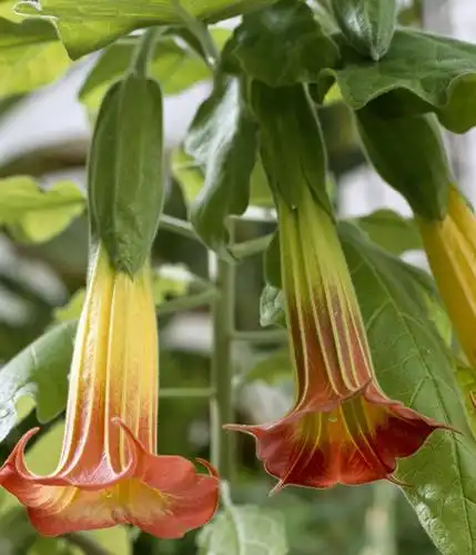 天使的号角:外表很美,内在很毒,有人养在客厅,心真大!_花草