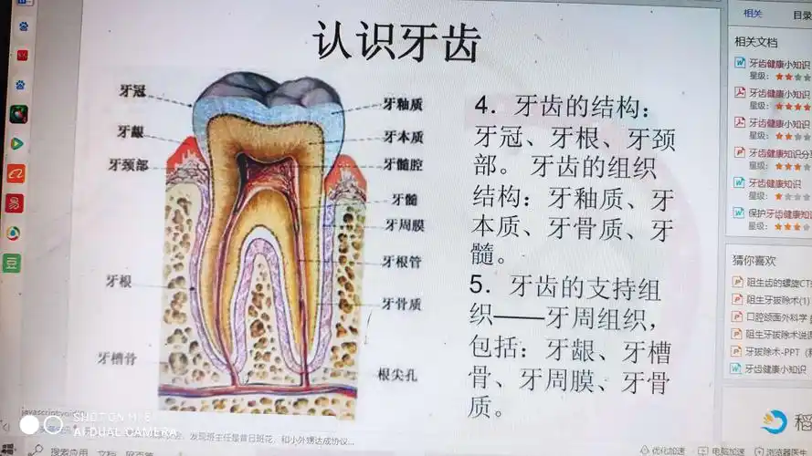 朱寨镇闫集幼儿园大一班班本课程《探秘——牙齿》