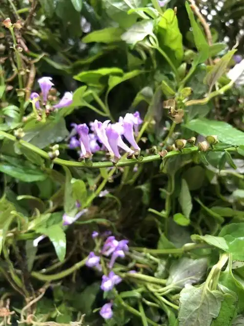 潮汕中草药新鲜半枝莲也叫小号四方枝韩信草500g纯野生四条棱干货