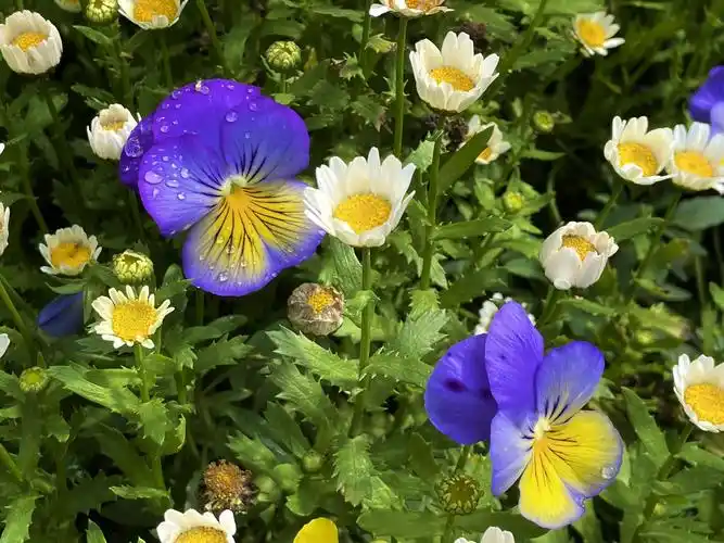 【首发】堇堇菜,猴儿脸