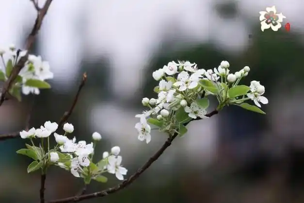 天府新区又多了n种耍法|翠湖|花神|梨花|赏花_网易订阅