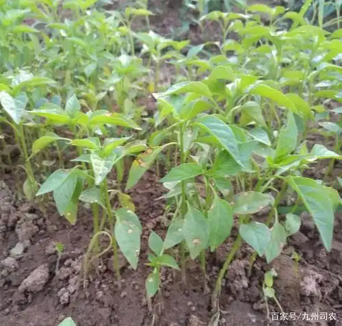 温度管理:辣椒是喜温作物,适宜生长温度在15℃一30℃,因此控制温度是