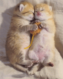 喵星人萌物睡觉小奶喵玩具鼠小奶猫gif动图_动态图_表情包下载_soogif