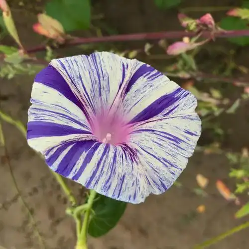 变色的牵牛花,美醉了 - 静静的静公子 - 图虫