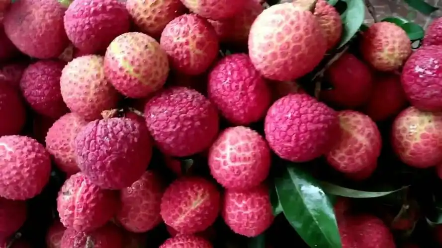 合江荔枝,红绣球