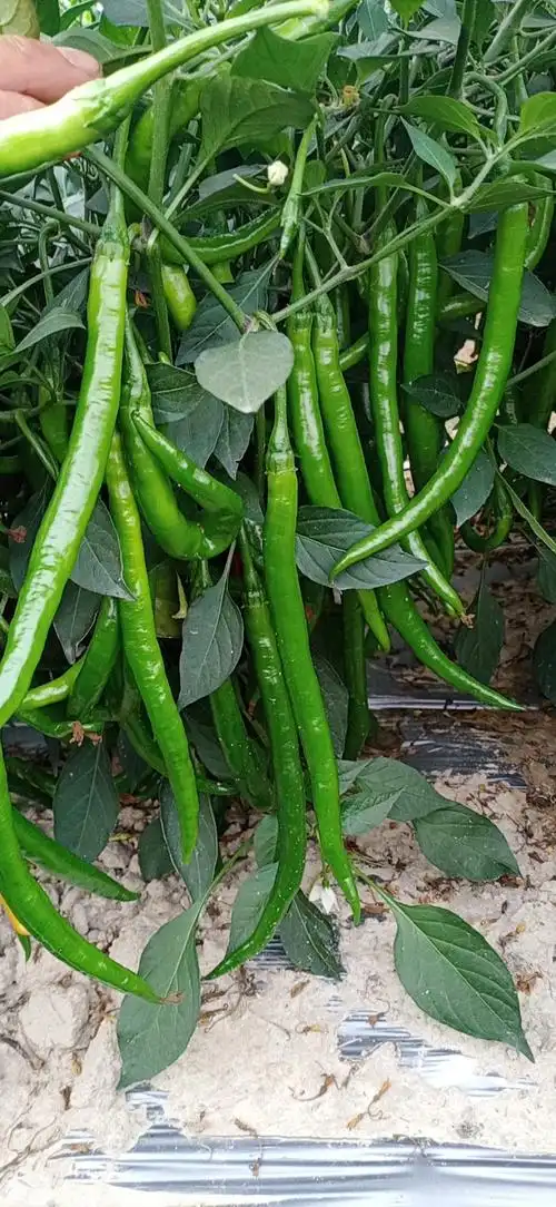 20元/斤 - 一亩田