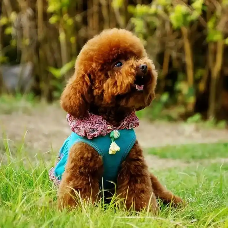 养泰迪的幸福!原来可以带来这么多快乐