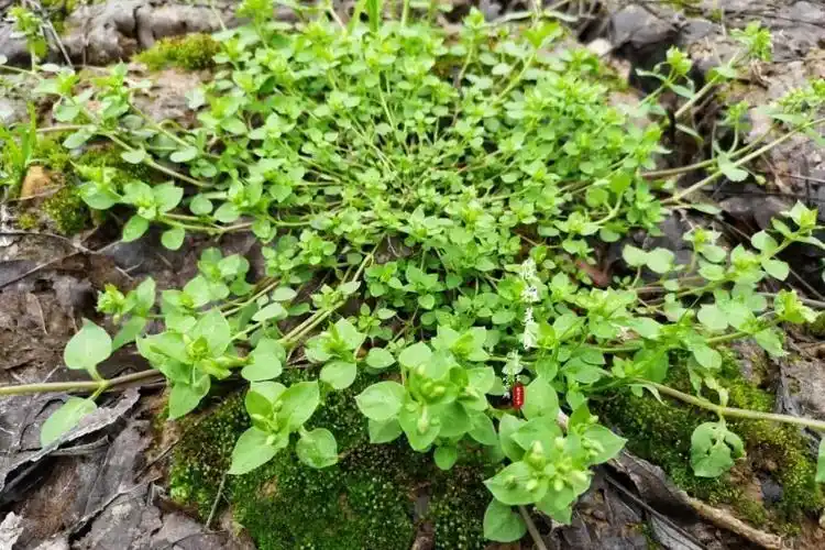 鹅儿草的功效与作用_寻医问药频道_寻医问药网