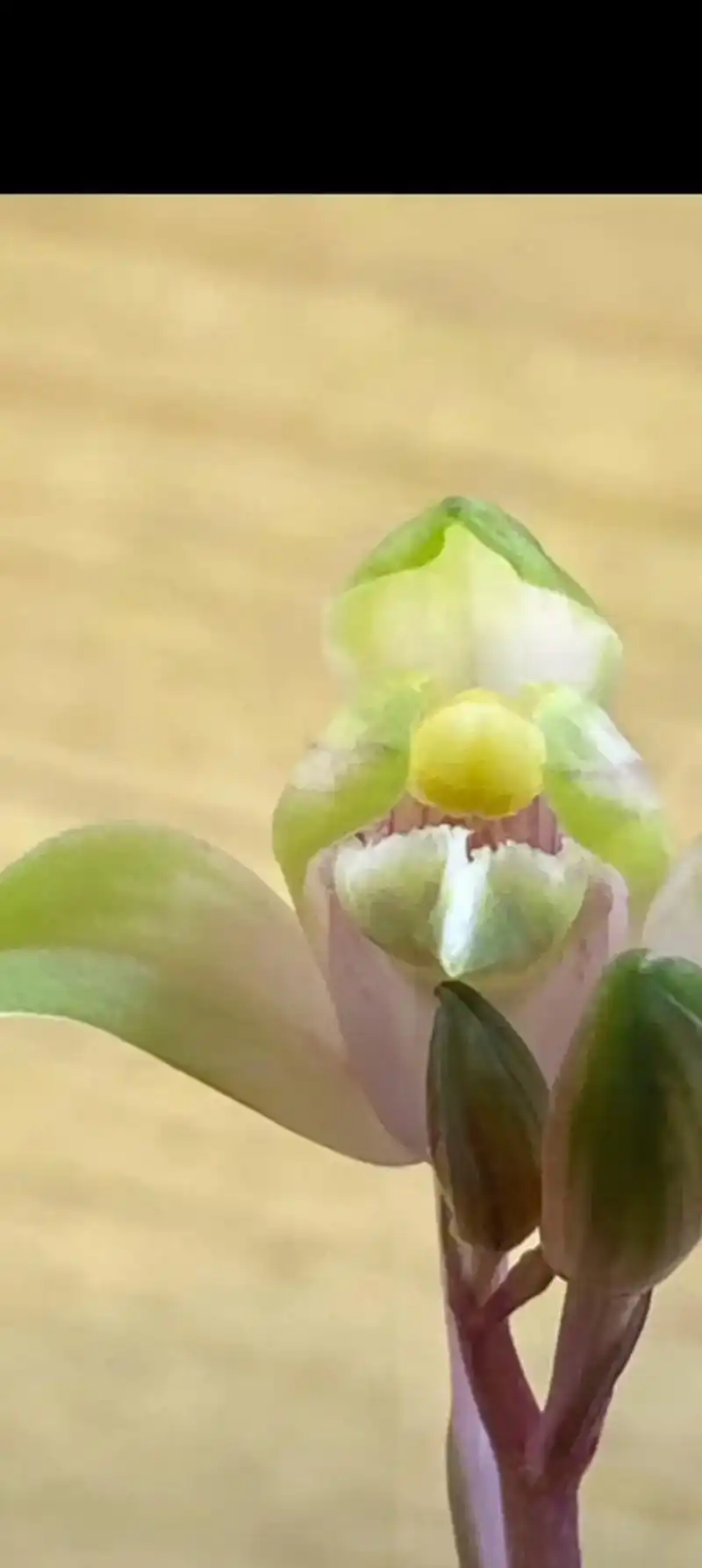 兰花 最近非常火的红香妃七彩红钻!早花开得火了! - 抖音