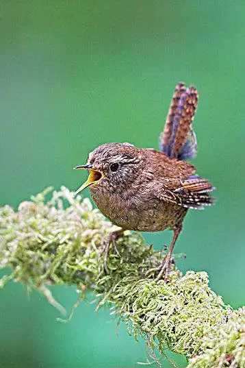 冬鹪鹩图片_冬鹪鹩高清图片_全景视觉