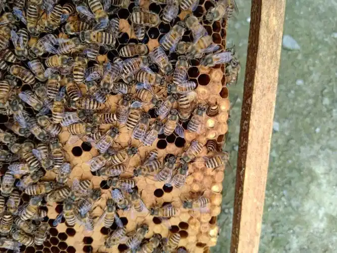 培育优质雄蜂的四大要素,最后一点很关键