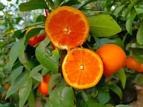 细嫩多汁,富含维c——市民有机会尝到地产沃柑_新浪财经_新浪网