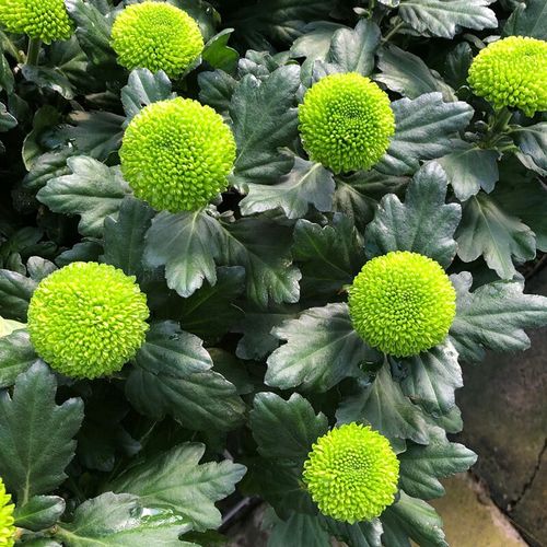 婩菊乒乓菊盆栽重瓣球形菊花苗室内阳台开花植物带花花卉花期长耐寒