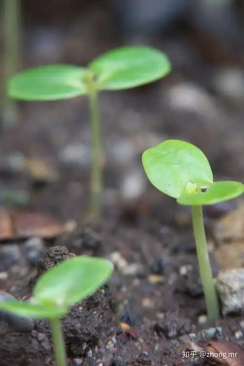 含羞草怎么种植