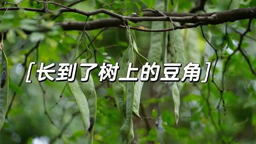 长在树上的豆角树