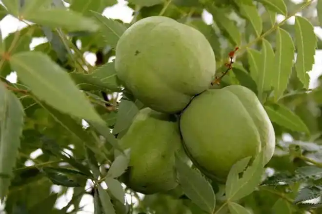 杨梅|文冠果|种仁|树皮|木材_网易订阅