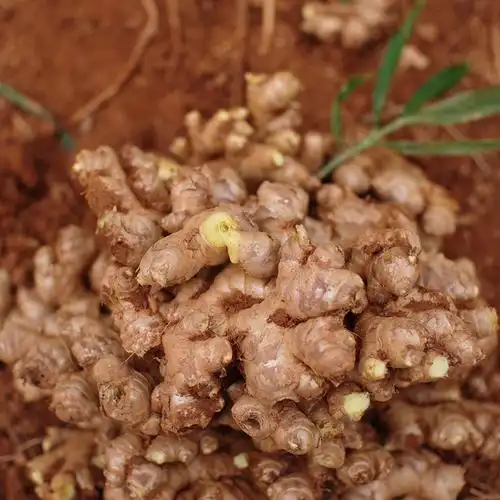 云南蔬菜邮现发包批发整箱9斤姜干姜老姜月子生姜