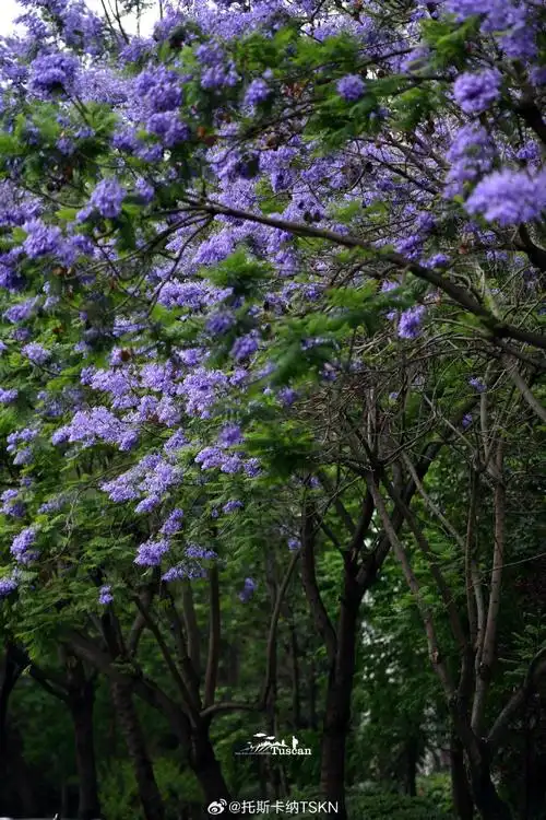 #蓝花楹开花如梦幻的蓝紫色云霞##春游季#