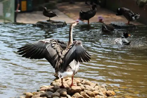 大连老虎滩鸟语林