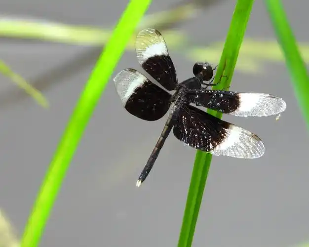 稀有少见的双截蜻蜓雄野拍