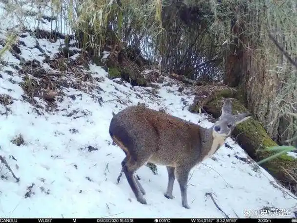1克麝香800元,取麝香过程有多残忍?为了活命雄麝咬破自己的香囊