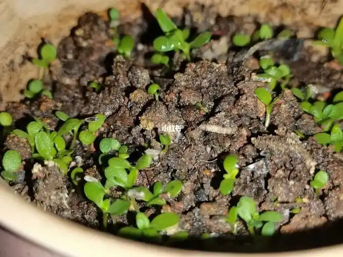 小雏菊种子日记2