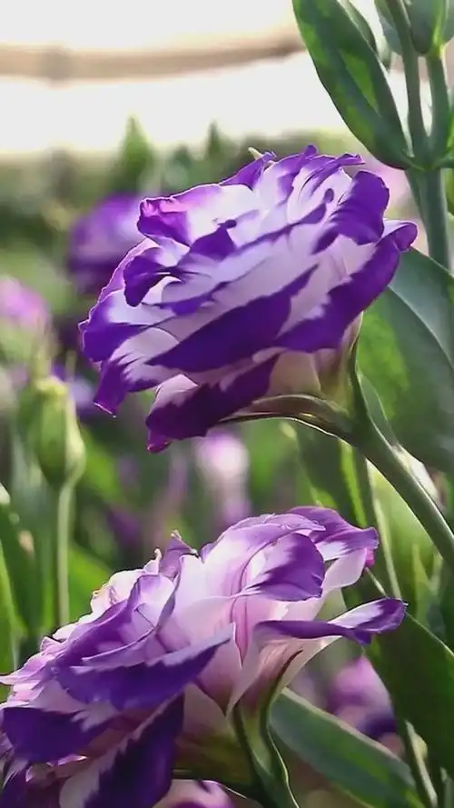 桔梗花#淡紫色的桔梗花,花海美不胜收