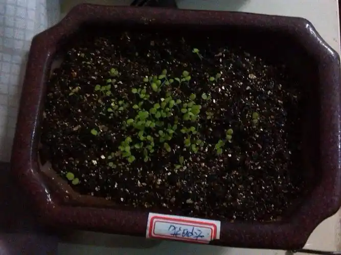 种子洒在土面之后,不要覆盖土壤,否则就无法发芽了