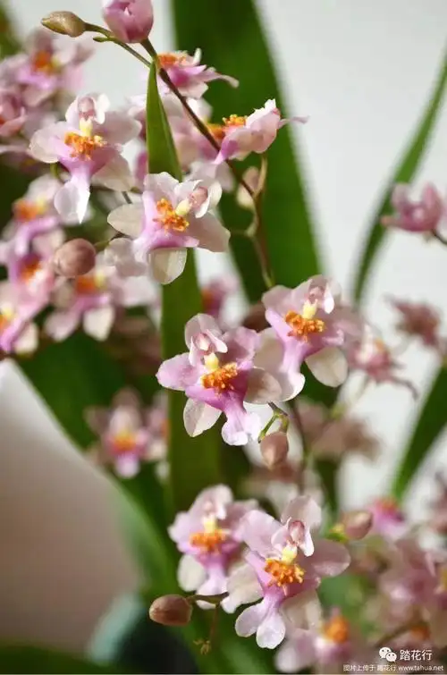 文心兰梦香粉跳舞的小精灵来了