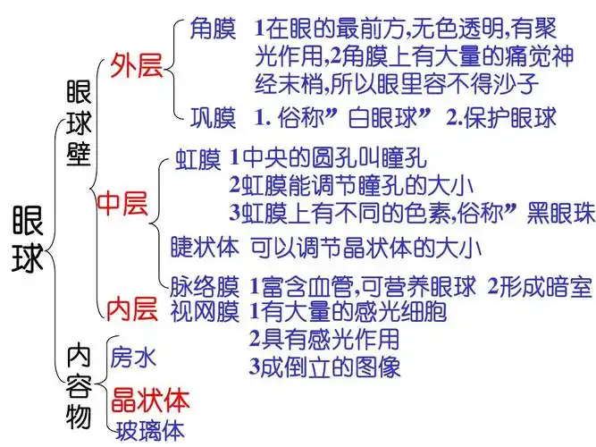 信息ppt 外层 眼 球 壁 角膜 1在眼的最前方,无色透明,有聚 光作用,2