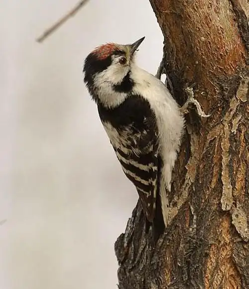小斑啄木鸟:雄鸟(摄于新疆)