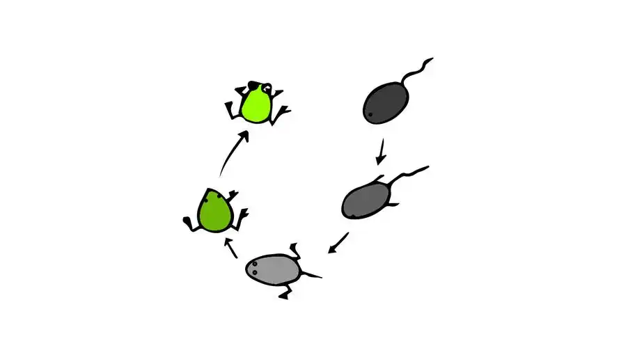 蝌蚪变青蛙怎么画