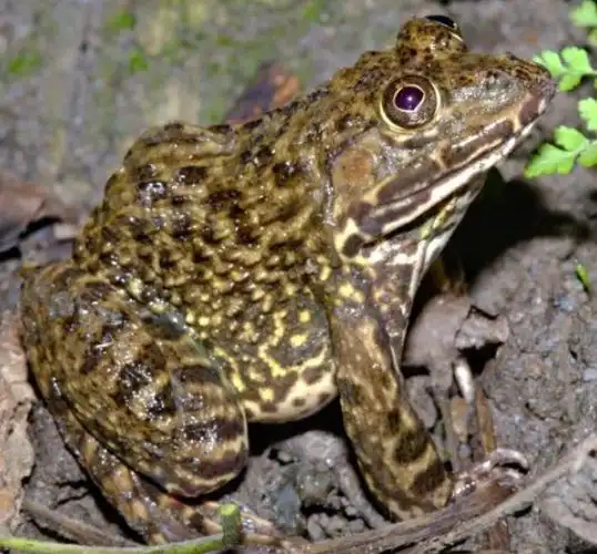 福州三男子抓了五只田鸡被抓了_手机搜狐网