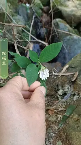 蛇根草