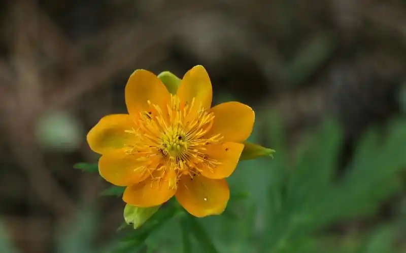 漂亮的金莲花唯美高清桌面壁纸高清大图预览1920x1200_植物壁纸下载_