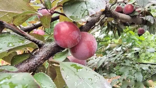 吉安随拍:紫叶李果实挂满枝头