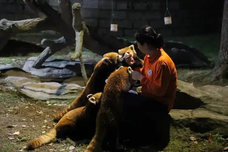 上海野生动物园 图考虑到夜间游园,园方在灯光布置上作出调整,"稍微给